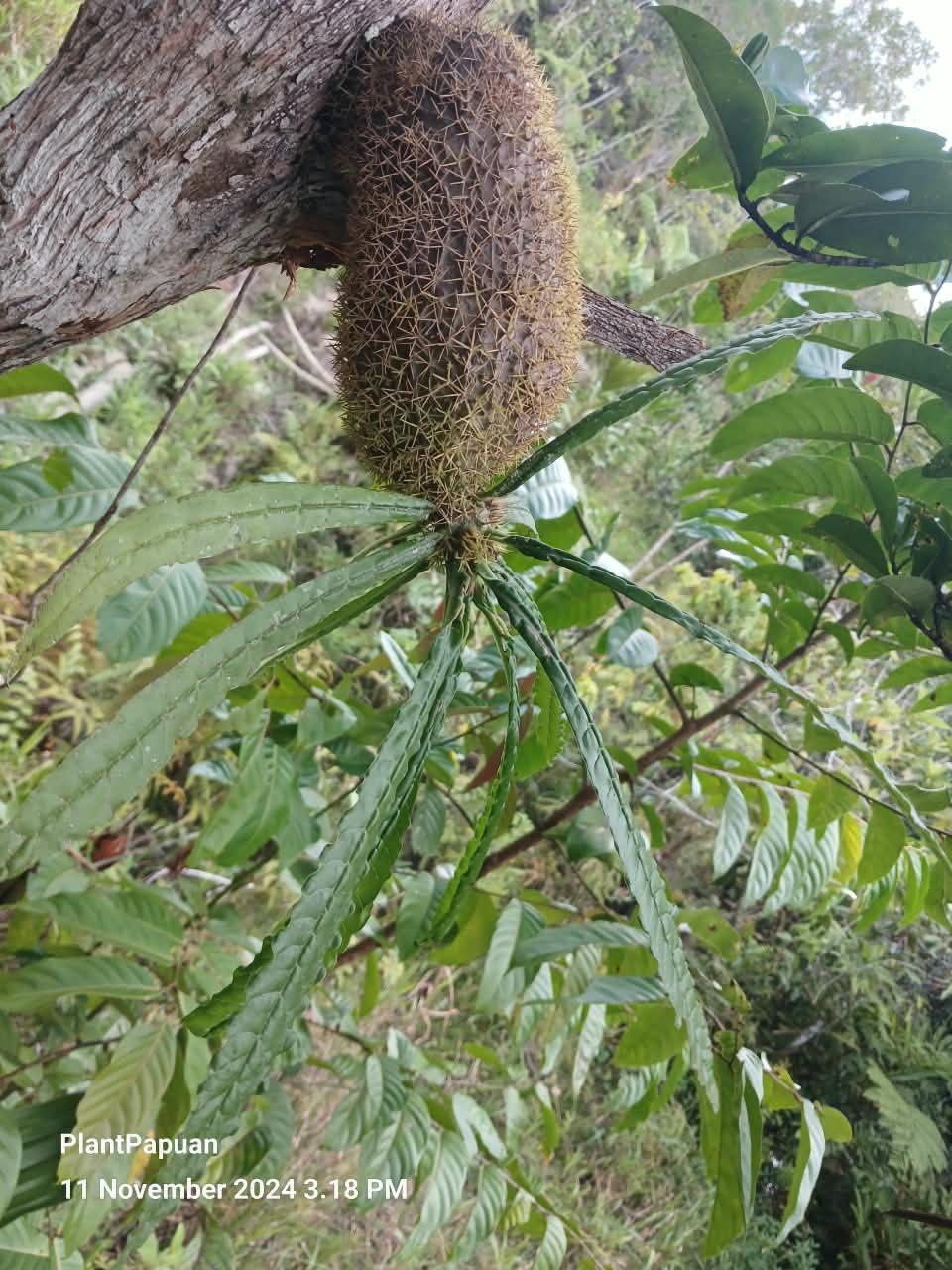 Live Myrmecodia erinacea (Ant Plant) from Papua
