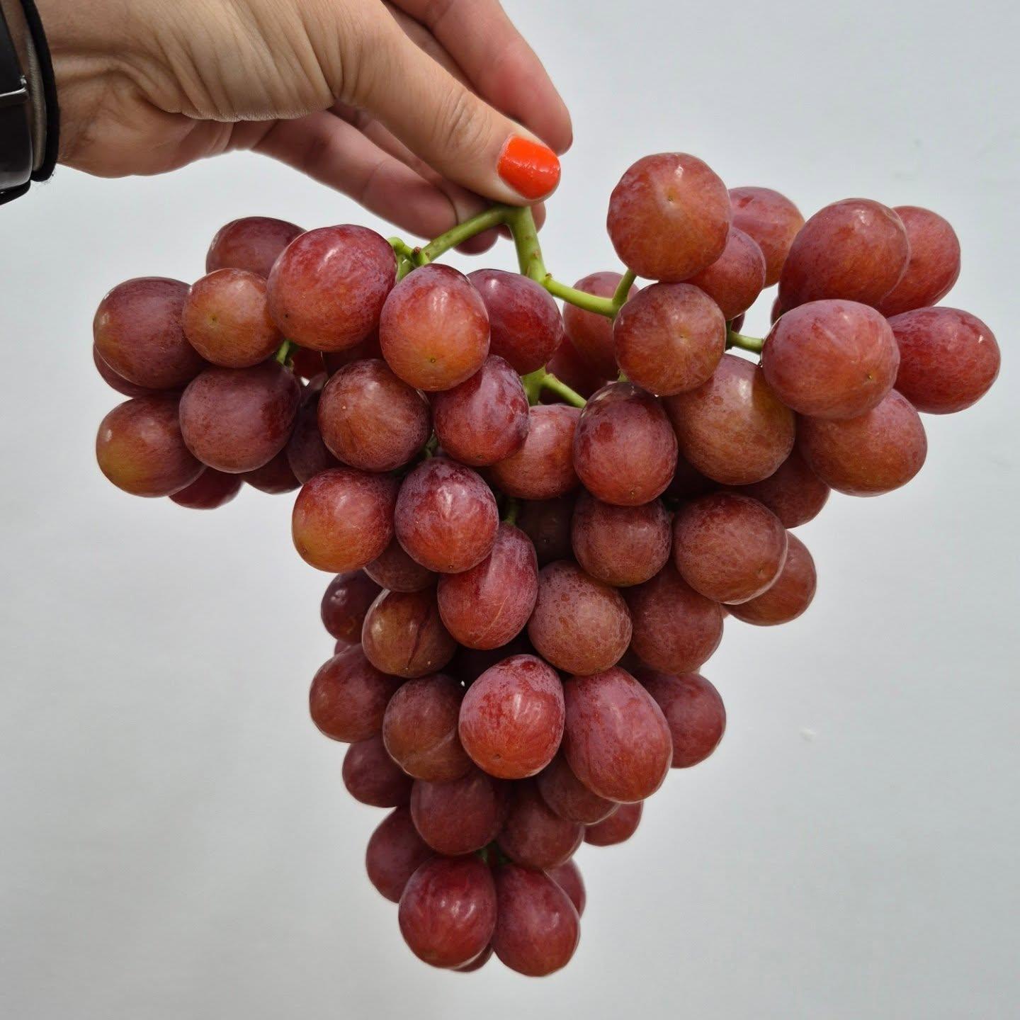 Best Quality Starlight Seedless Grapes for sale!! Class 1 Export Quality Red Seedless Grapes from South Africa