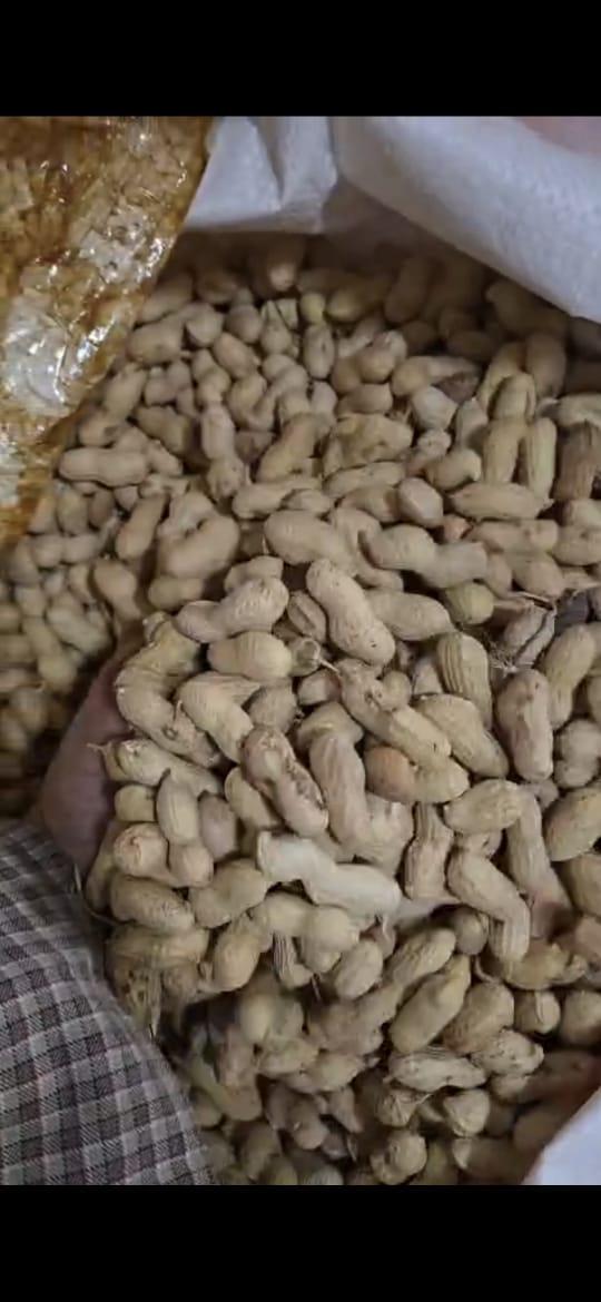 In-Shell Groundnuts
