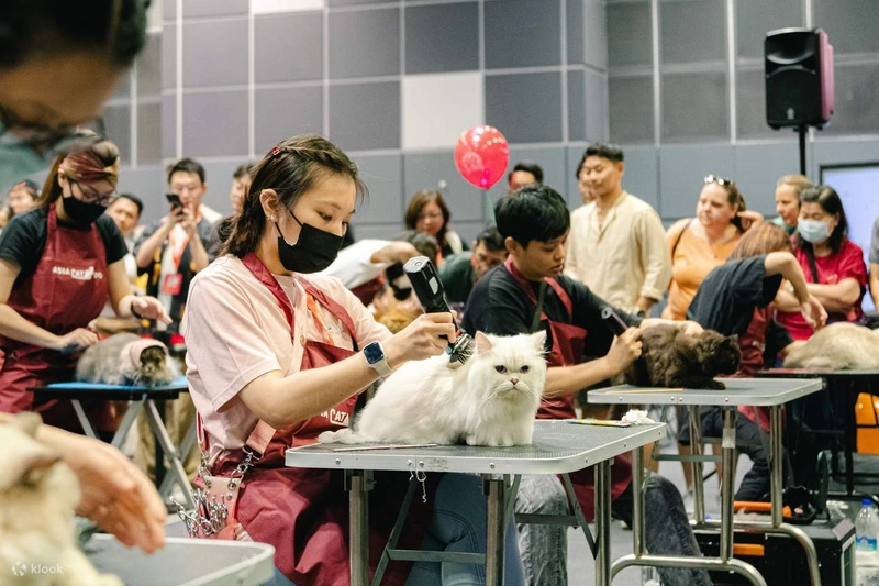 Asia Cat Expo Revealed: B2B Opportunity - 1