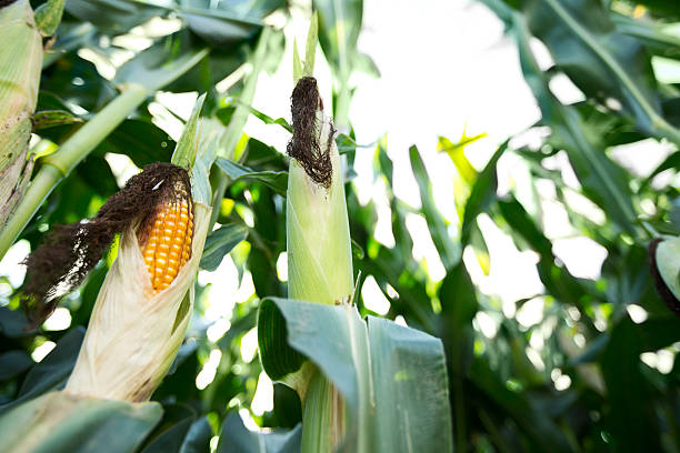 Urgent Corn Market Update: Top 5 Corn Suppliers in Belgium in June 2025