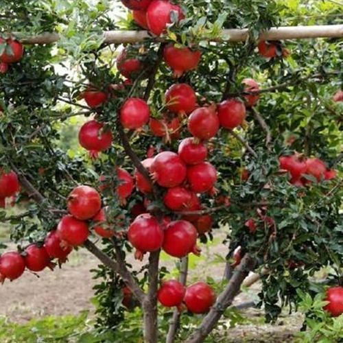Fresh Pomegranates