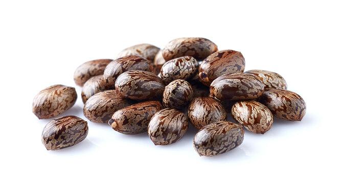 Castor Seed Field