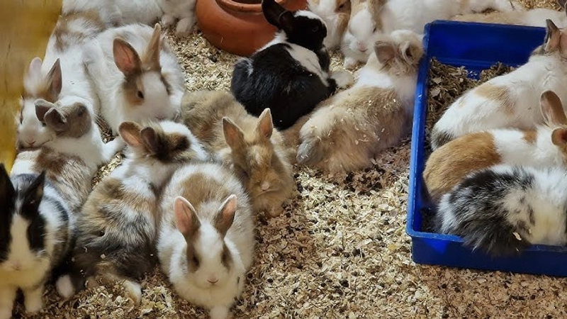 Why Attend ESOTIKA PET SHOW - MANTOVA? B2B Intro