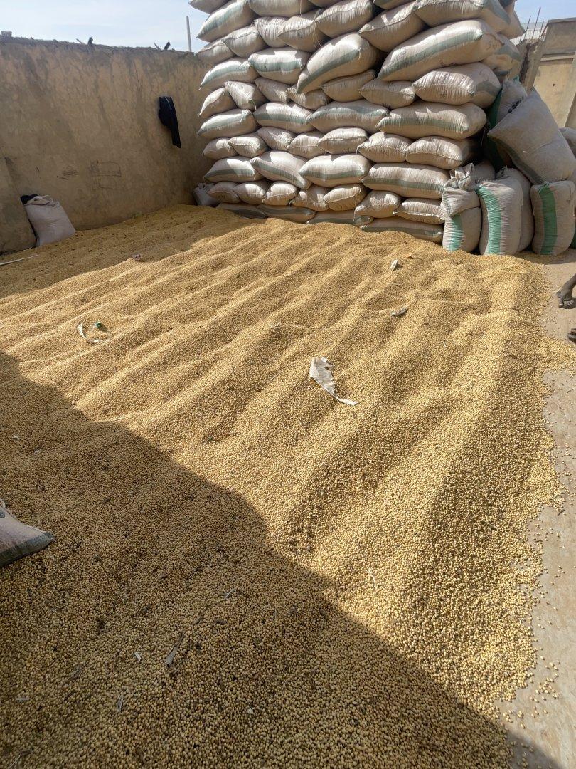 Soybean Purity 99% Max Drying Process Natural Moisture Content Less Than 10% Processing Type Machine cleaned Delivery Time To Pol 1 Week To Pol