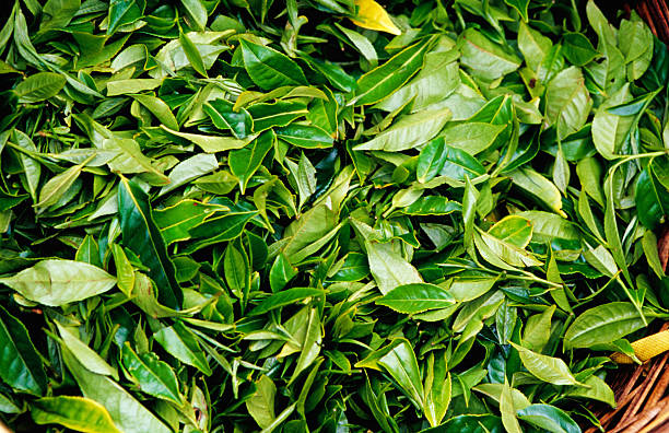 Top 10 Tea Suppliers in Italy in Quarter 3 of 2025