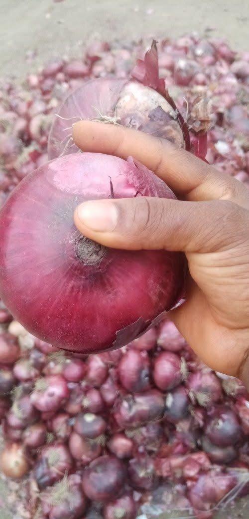 Farm fresh Potato, Okra, onion, Garlic, Moringa, all healthy reliable airfreight supply