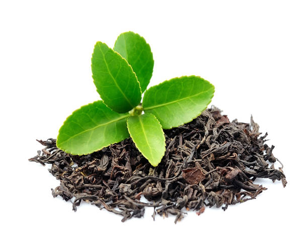 A Comprehensive Guide to Sourcing High-Quality Tea: Top 5 Tea Suppliers in Kenya in August 2025