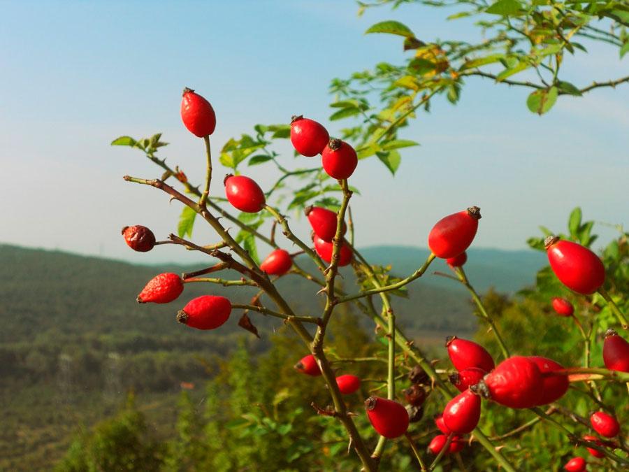Premium Rosehips Export