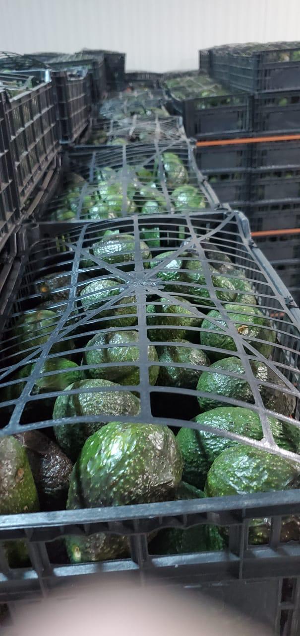 Avocado Packaging