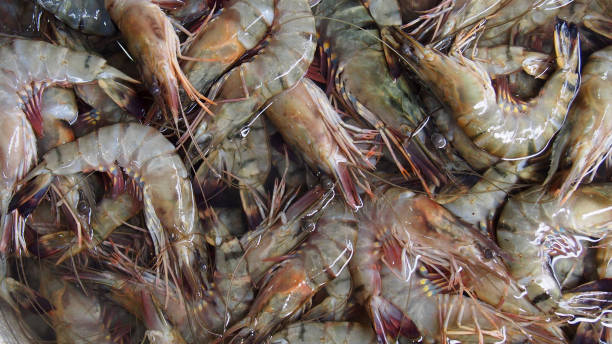 Top 5 Shrimp Suppliers in Netherlands in Year 2025: Market Trends, Insights & Strategic Picks