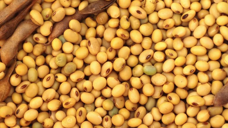 Top 10 Soybean Suppliers in Brazil in Week 22 of 2025: Market Insights, Trends & Sourcing Strategies