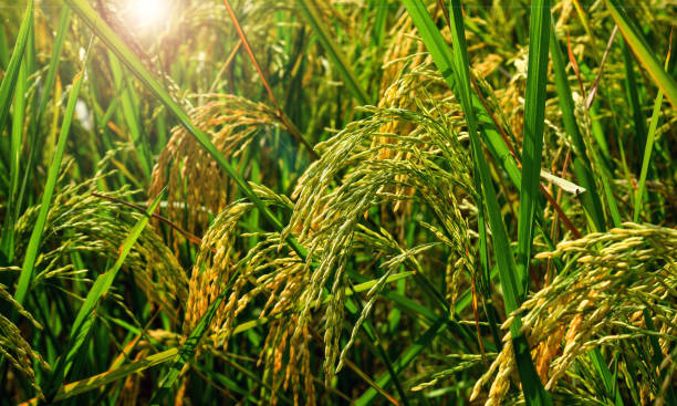 Your Expert Guide to Procuring Top-Tier Rice: Top 6 Rice Suppliers in United Kingdom in Week 22 of 2025