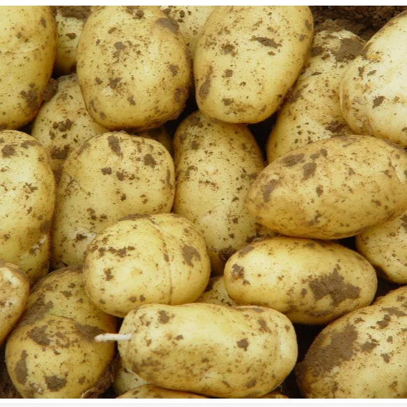 Holland Potato Yellow Potato Price 100-200g Size Fresh Potato Fresh Vegetables 6 Months Light Yellow 0.15 Kg