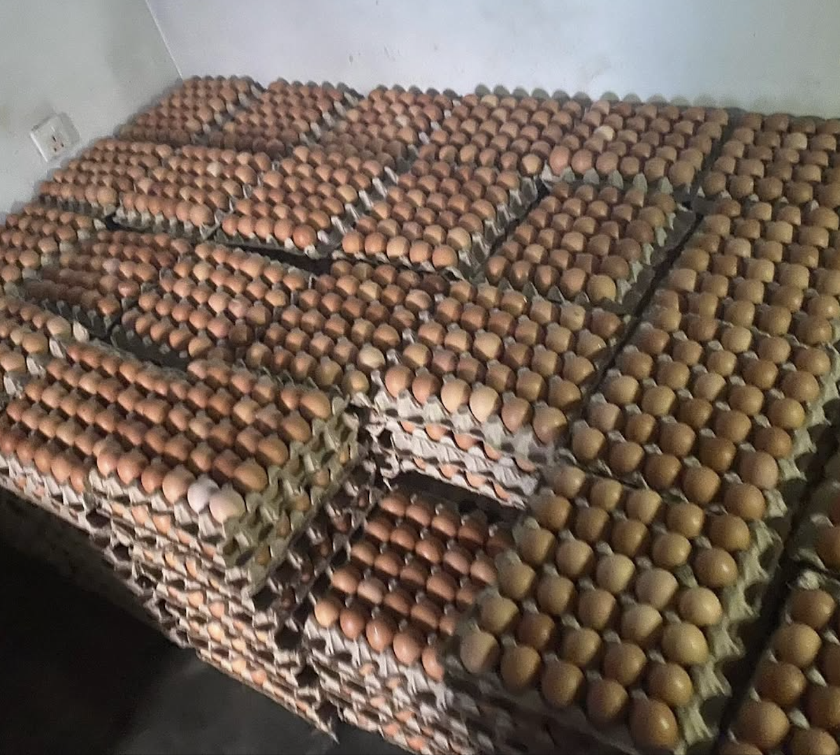 Fresh Chicken Eggs Brown Large Size | Circle A Farms Brand (OEM Available)
