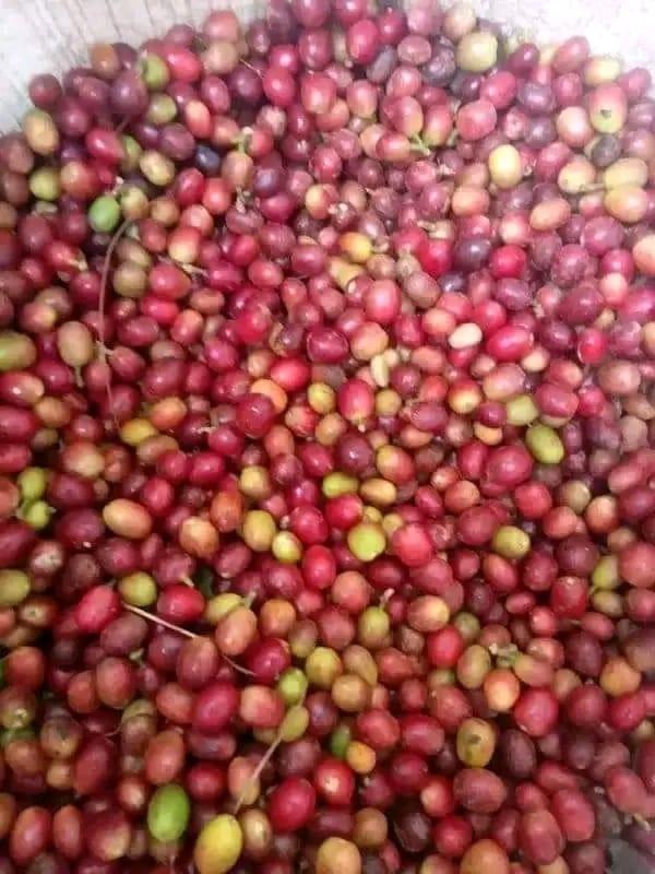 Discover the Top 10 Coffee Suppliers in Indonesia - 5