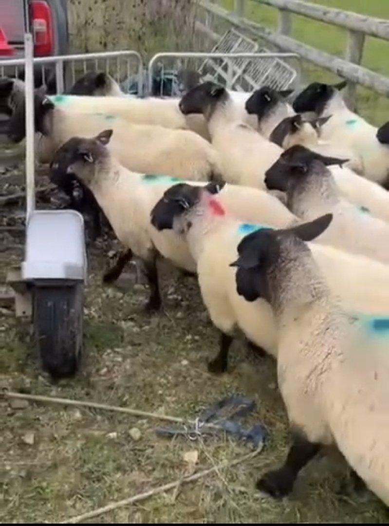 Sheep