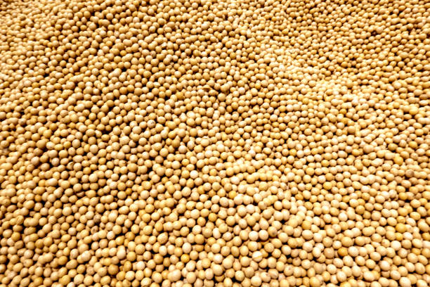 Top 5 Soybean Suppliers in Turkey in Year 2025 – A Data-Driven Export Market Analysis