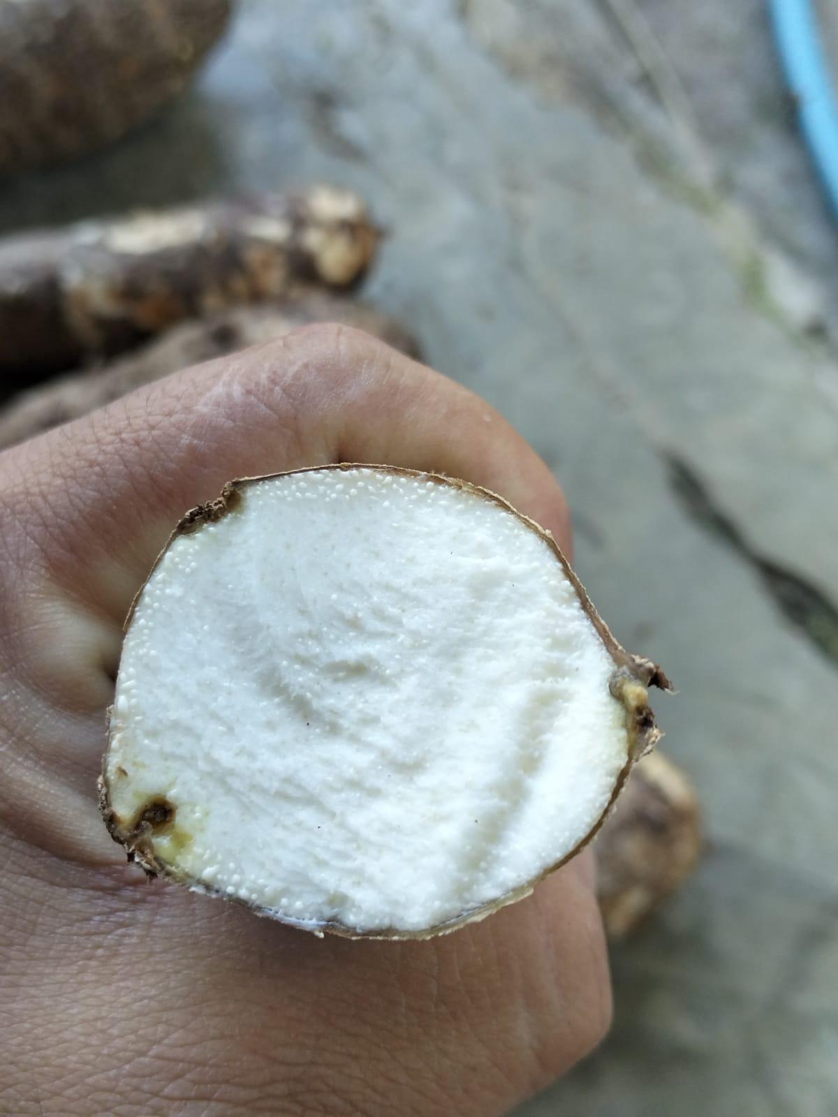 Fresh Taro Root