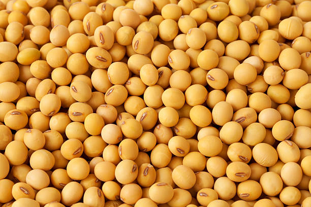 Top 5 Soybean Suppliers in Netherlands in Year 2025