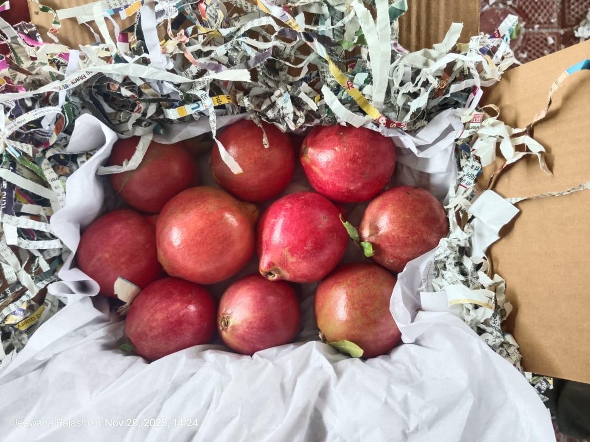 Sorted and Cleansed Pomegranates