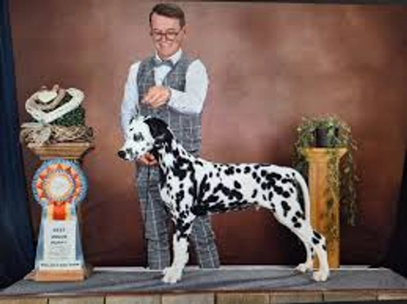 Why Attend WALLONIA DOG SHOW? B2B Intro - 1