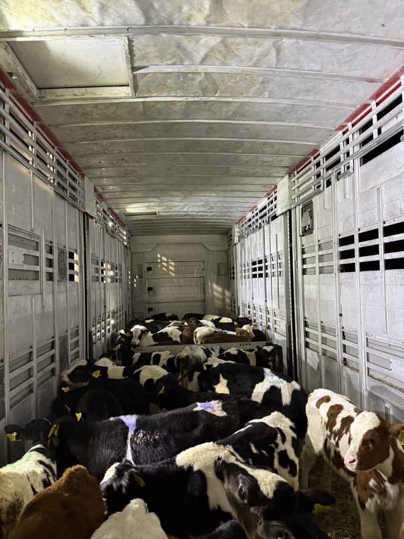 Premium Cattle Export