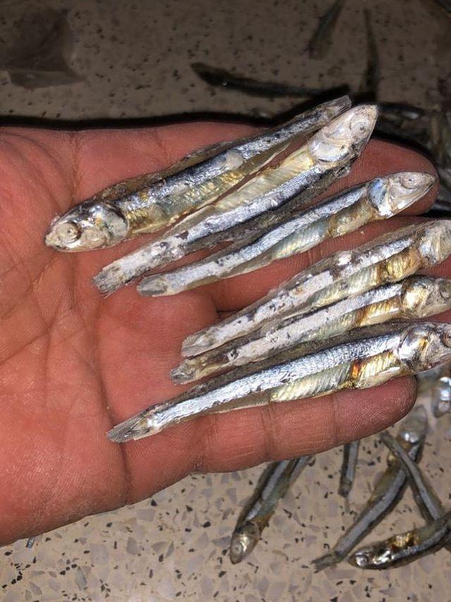 Bulk Packaging Dried Anchovy
