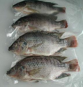 Frozen cassava leaves, frozen cassava, frozen taro, frozen tilapia, pangasius, okra, jackfuit .....