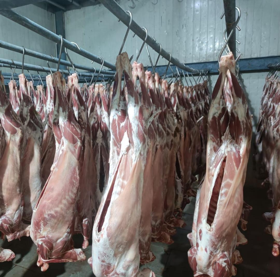 lamb meat