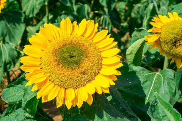 Top 3 Sunflower Suppliers in Turkey in Year 2025: A Deep Dive into Turkey’s Sunflower Export Market