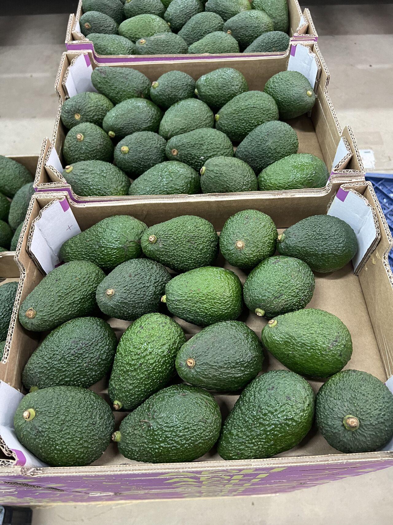 Fresh Avocados Box