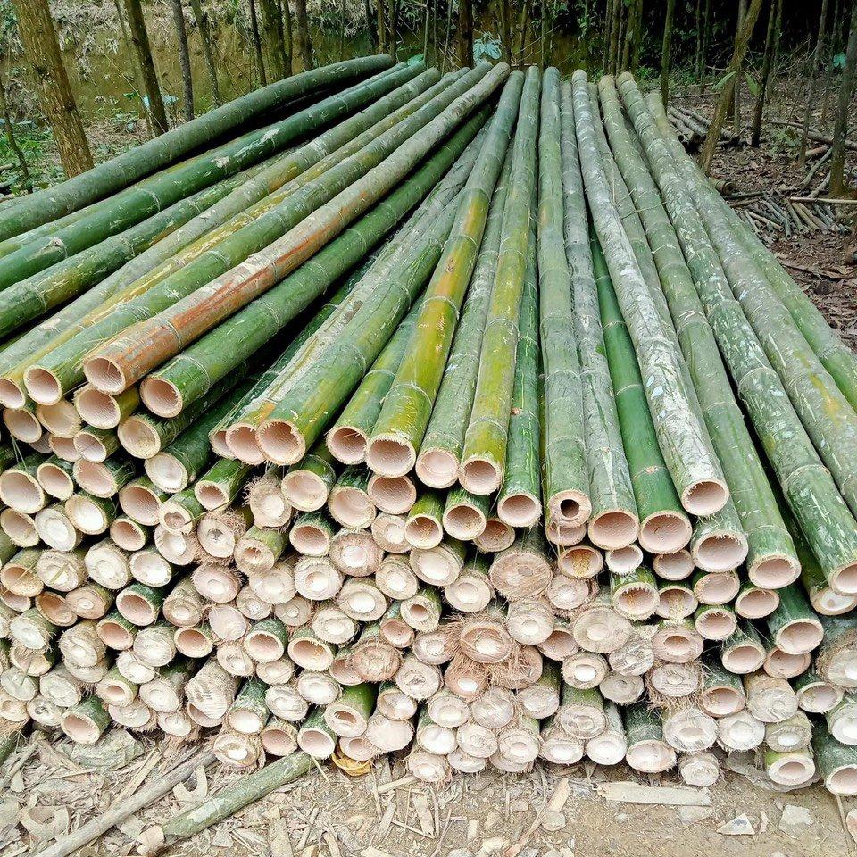 Vietnamese Bamboo Poles Wholesale Price - Raw Bamboo Poles For Gardening And Decoration - Bamboo Pole 100% Natural