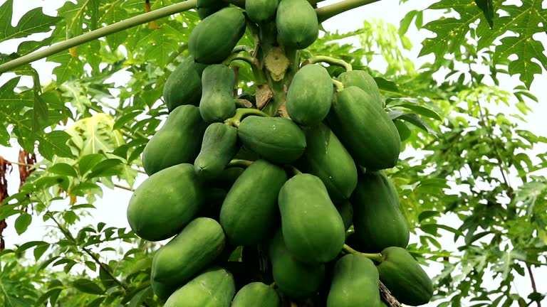 Top 5 Papaya Suppliers in India in Year 2025: Urgent Market Update You Can’t Ignore