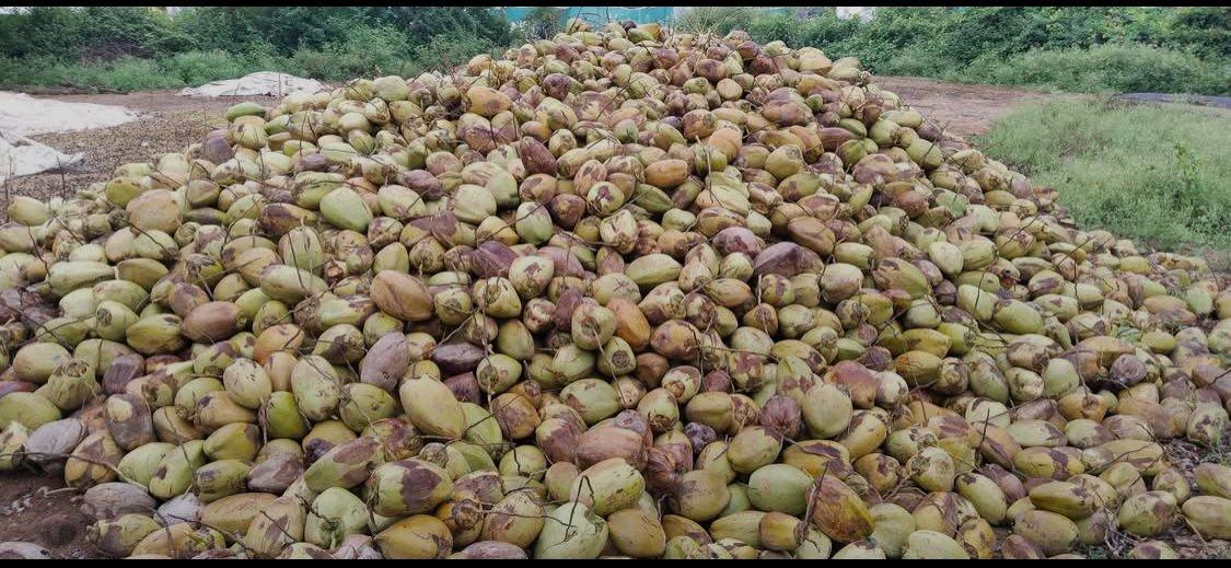 Fresh Coconut Product