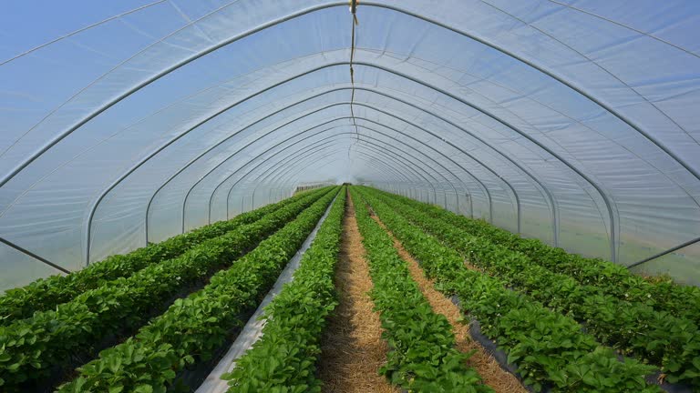 Top 8 Greenhouse Suppliers in Egypt in Quarter 3 of 2025