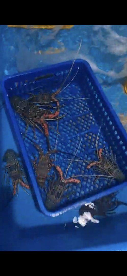 Bamboo lobster
