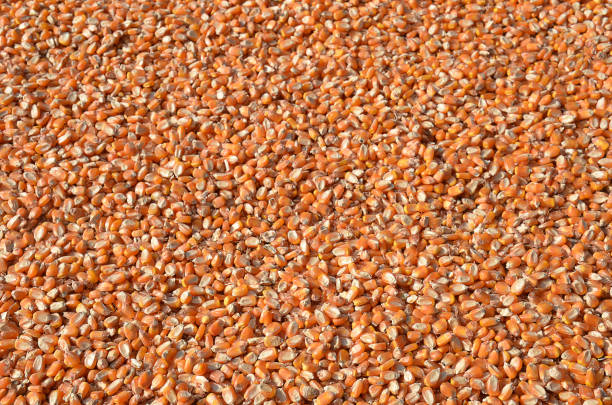 A Comprehensive Guide to Sourcing High-Quality Maize: Top 8 Maize Suppliers in Belgium in Year 2025