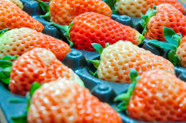 Top 9 Strawberry Suppliers in South Africa in Year 2025