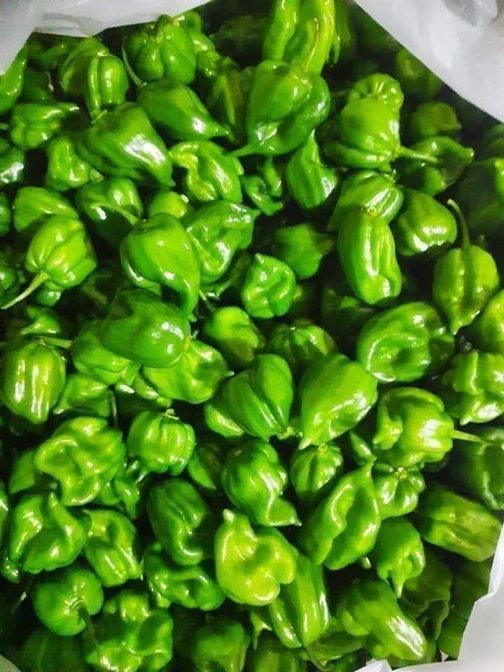 Scotch Bonnet Pepper