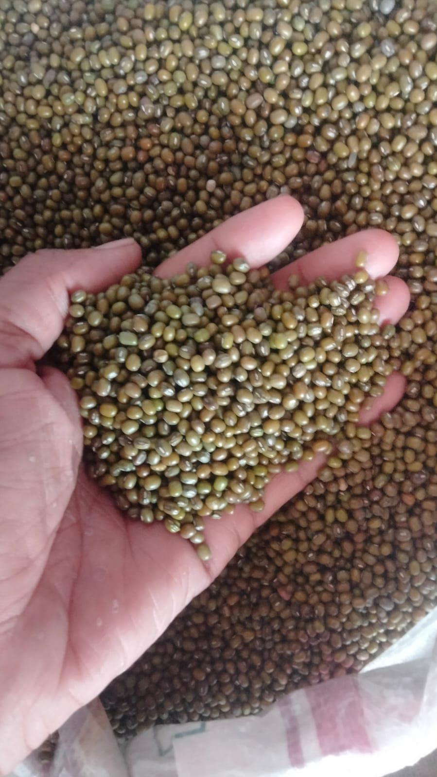 Moong Whole Beans