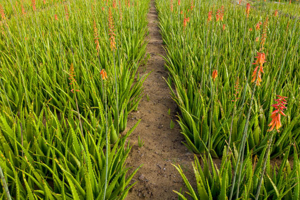 Your Expert Guide to Procuring Top-Tier Aloe Vera: Top 9 Aloe Vera Suppliers in Indonesia in Quarter 3 of 2025