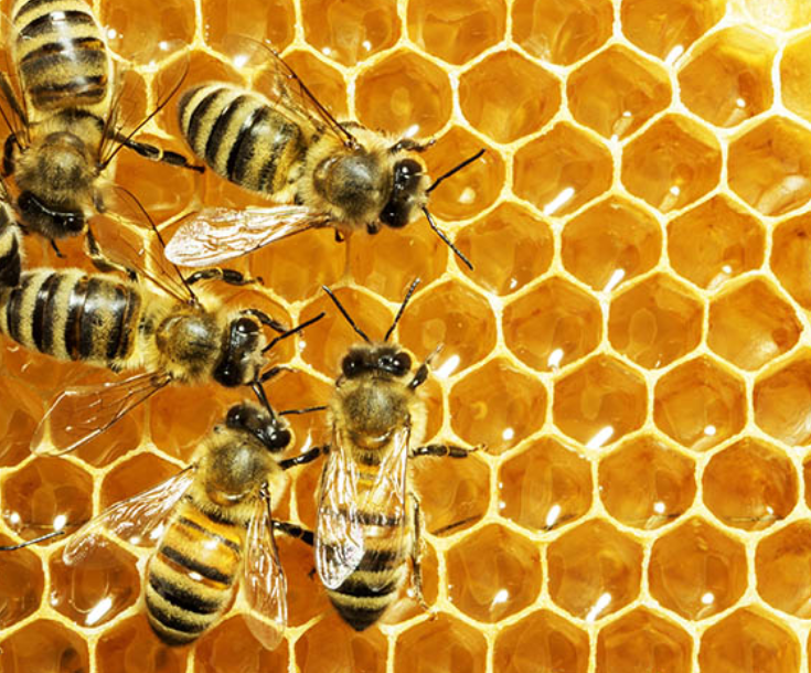 Multifloral Honey