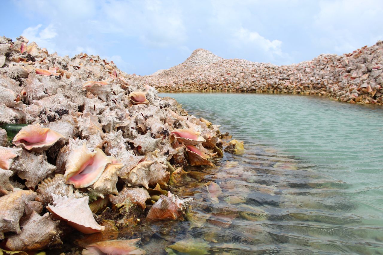 Frozen Sea Conch Meat / Abalone For Sale
