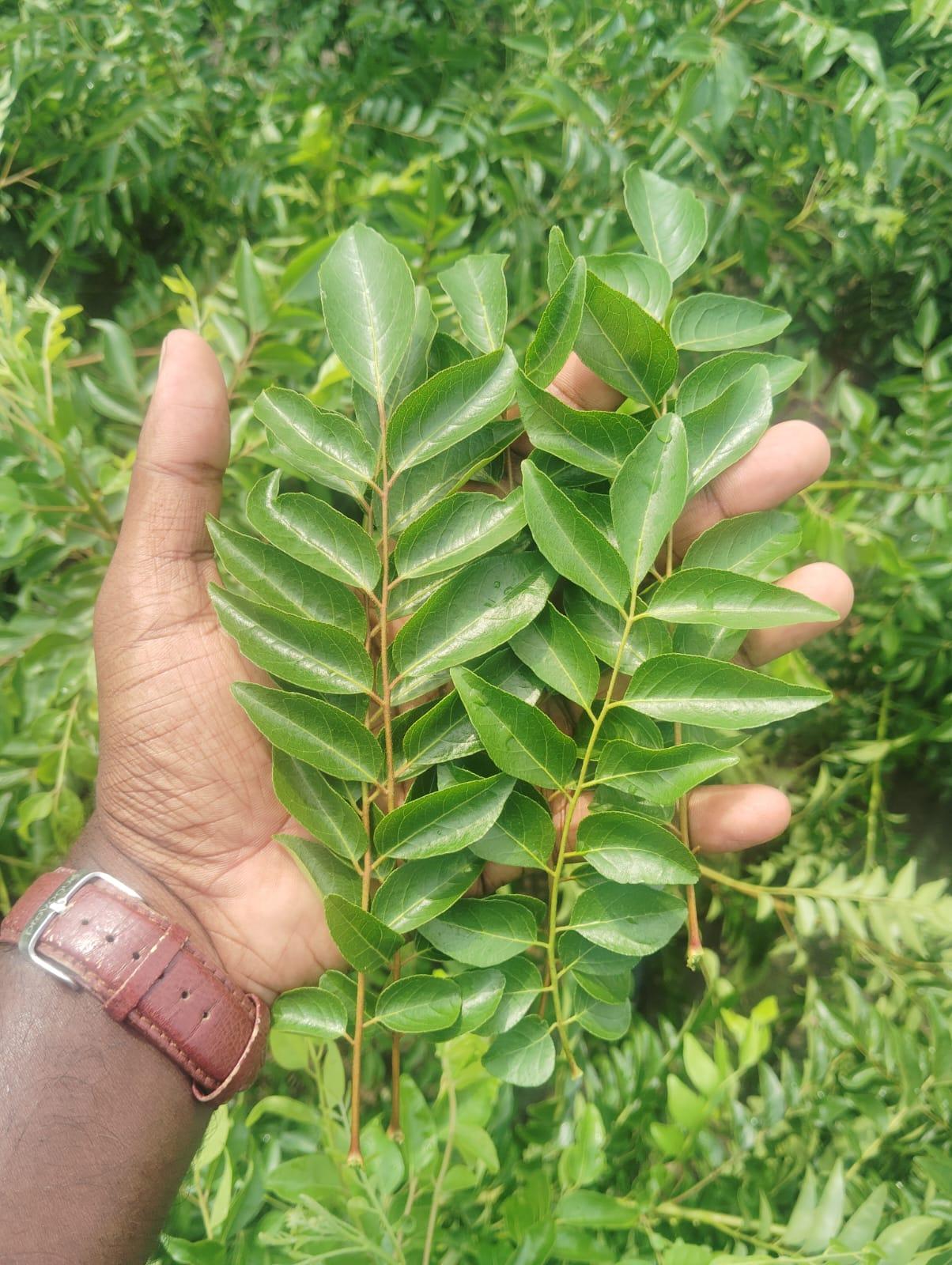 Fresh Curry Leaves