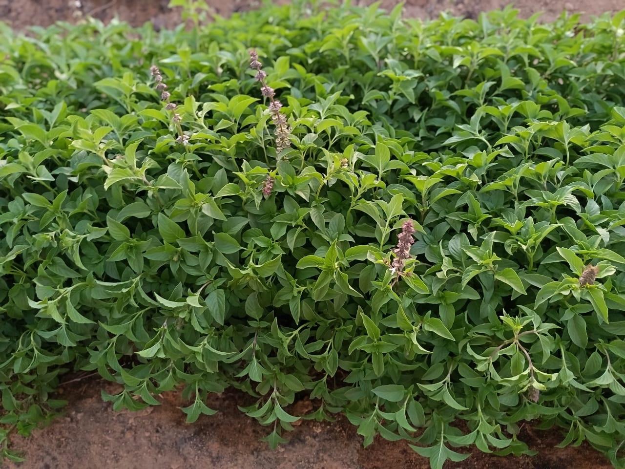 Top 6 Herbs suppliers in Egypt — 6 Capabilities Reviewed - 4