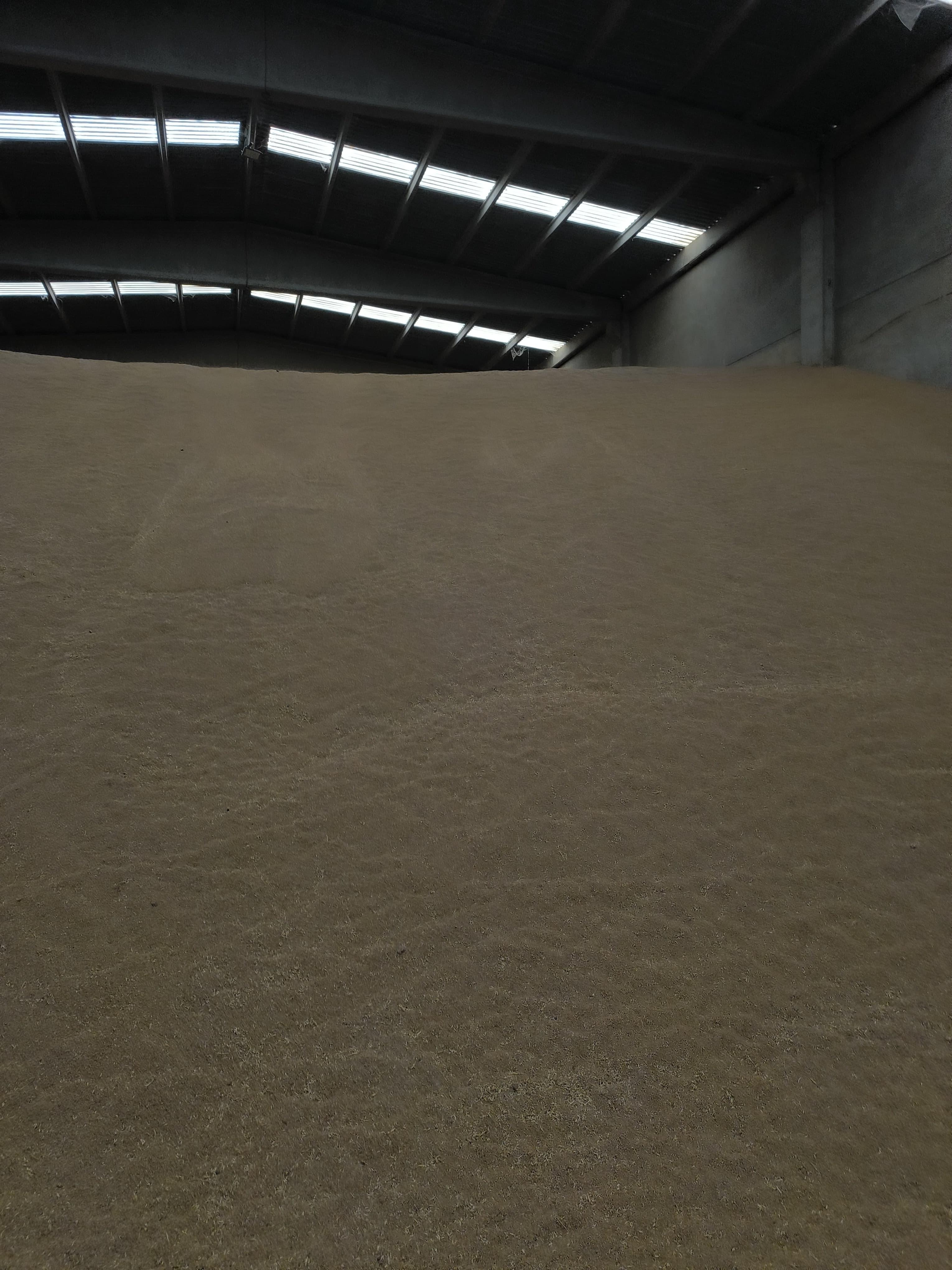 Kazakh wheat 2