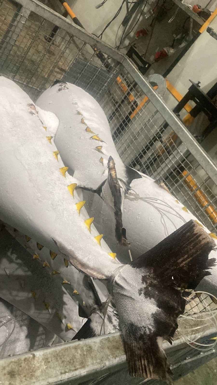 Frozen Tuna Indonesia