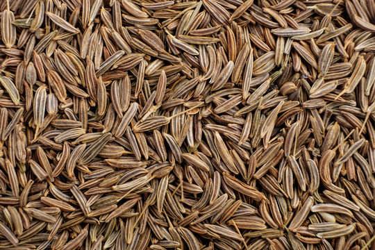 Premium Wholesale Cumin Seeds Supplier | High Quality Natural Dried Cumin Seeds for Food Processing, Spice Manufacturing, Seasoning Blends, Retail Packaging, Bulk Export, Private Label, Global Distribution with Competitive Prices and Reliable Shipping Services