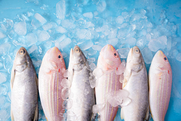 Top 7 Frozen Fish Suppliers in South Africa in 2025 – Market Trends, Insights & Opportunities